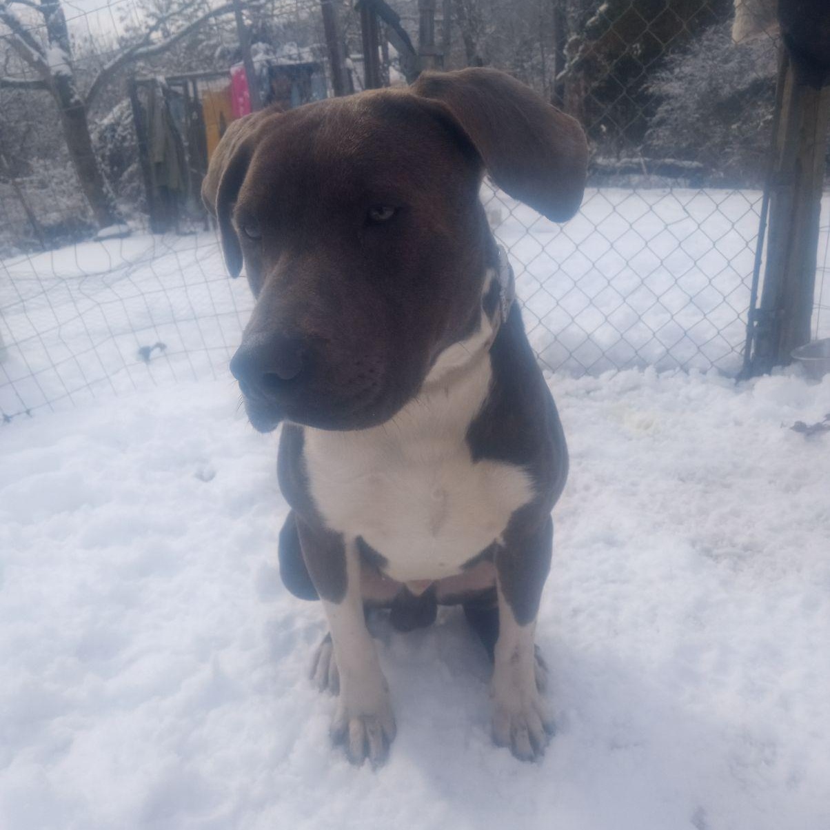 Enlarge Hammer , an adoptable mixed breed in Charleston , WV image 5/6