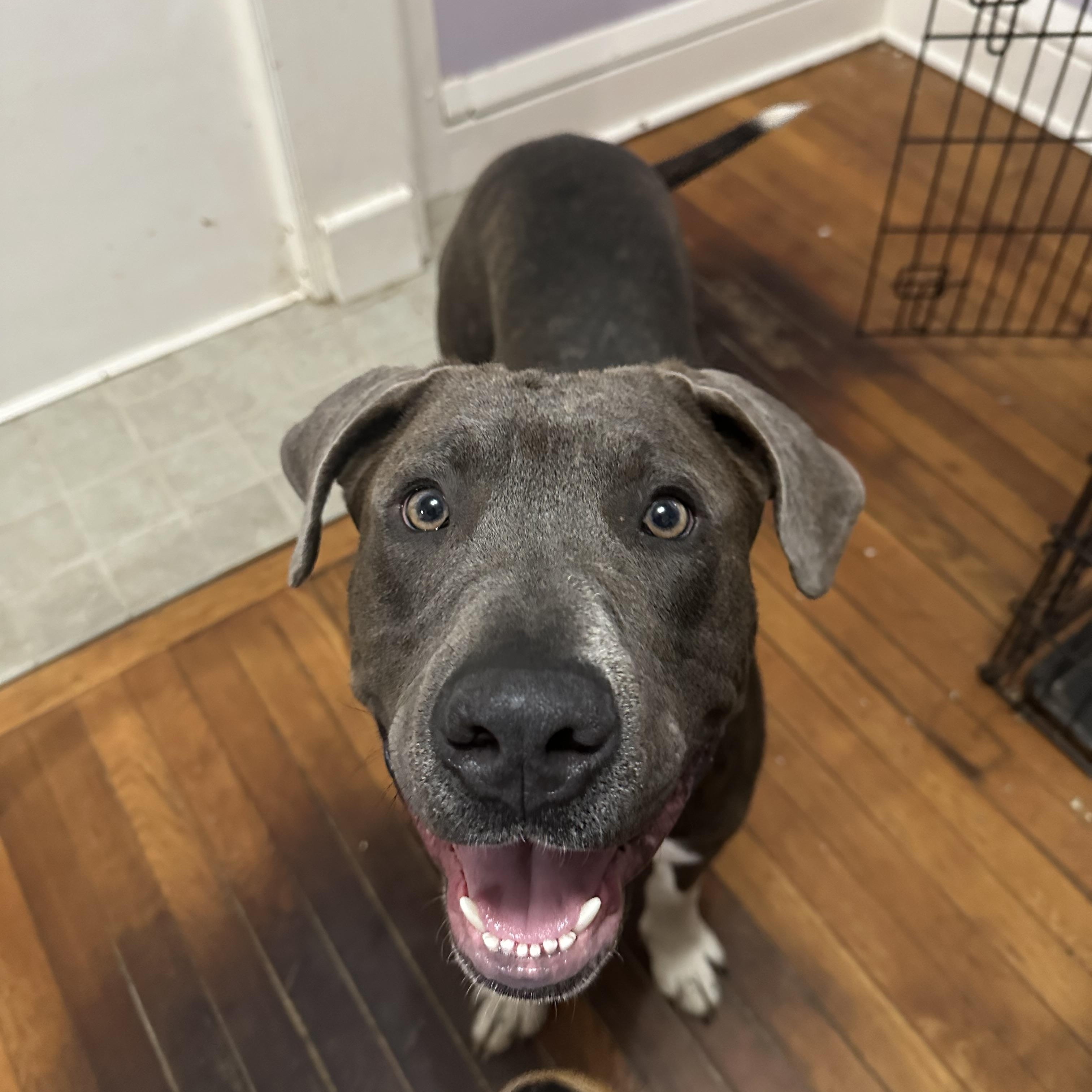 Enlarge Hammer , an adoptable mixed breed in Charleston , WV image 3/6