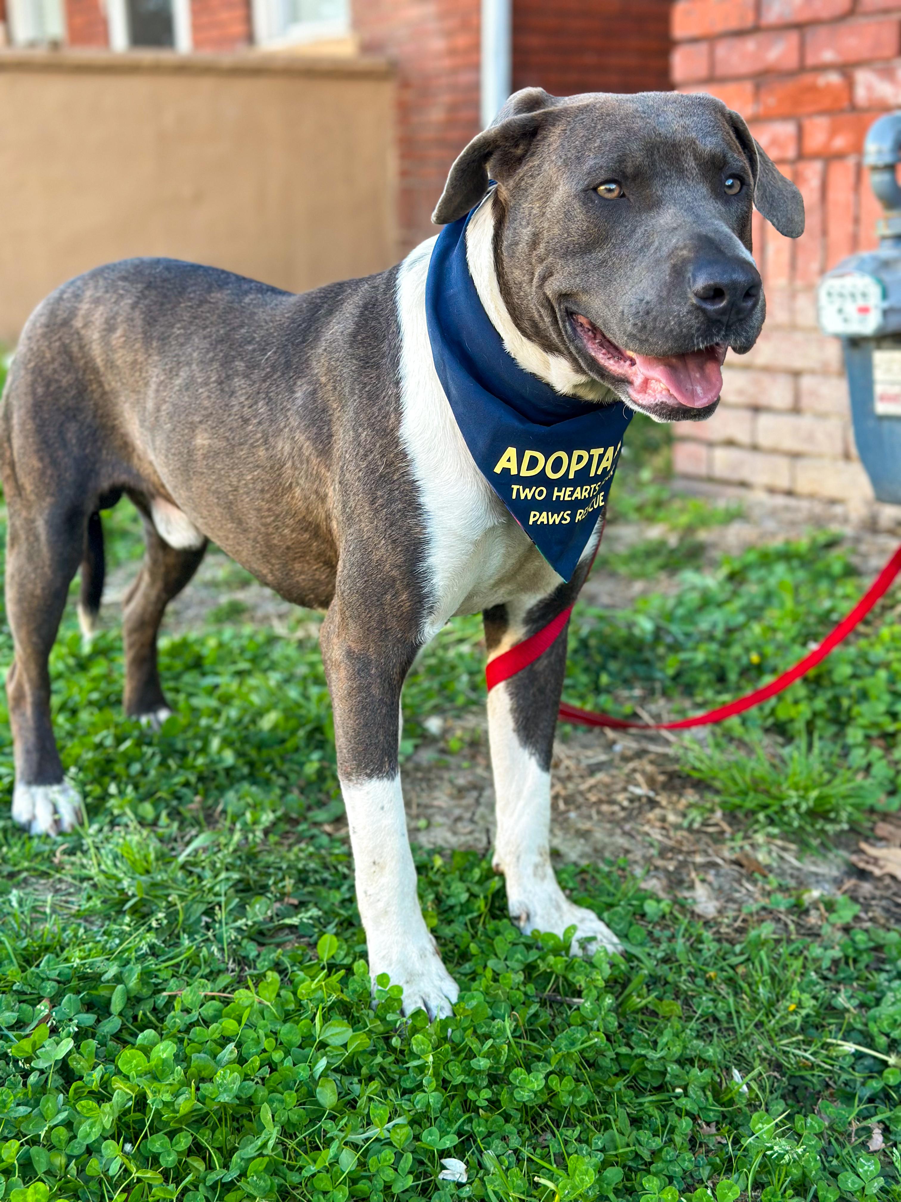 Enlarge Hammer , an adoptable mixed breed in Charleston , WV image 2/6