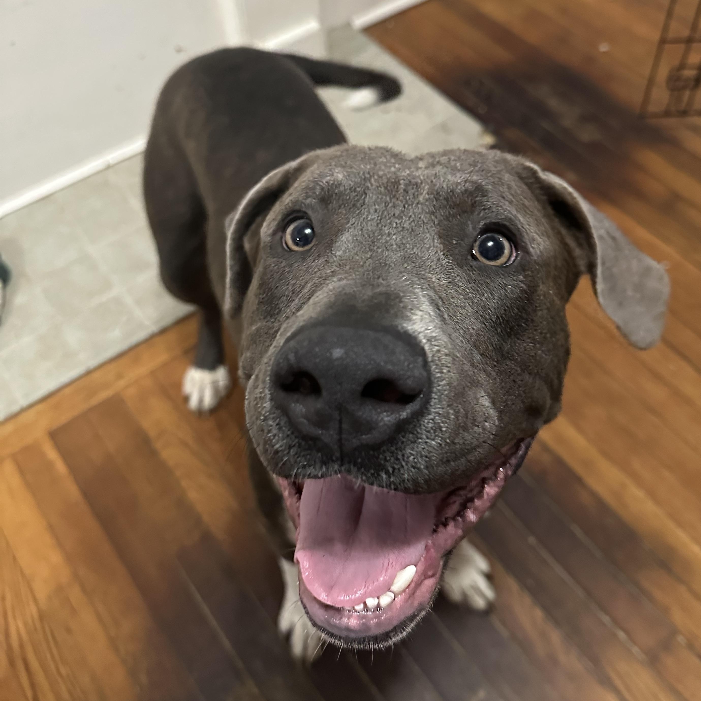 Enlarge Hammer , an adoptable mixed breed in Charleston , WV image 6/6