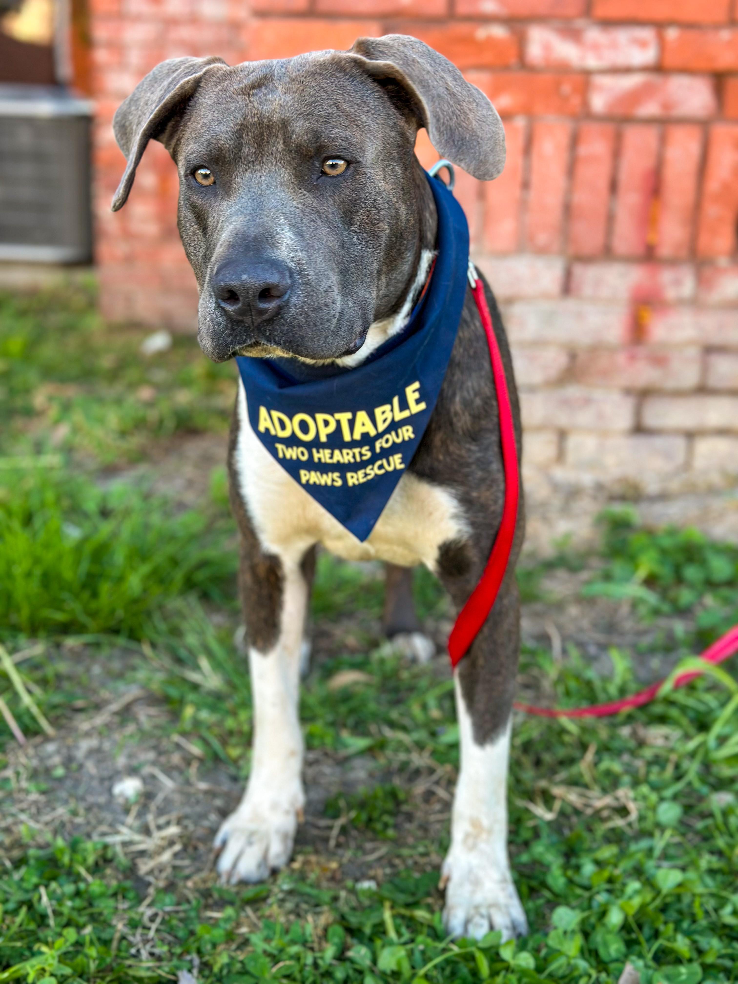 Hammer , adoptable, Young Male Pit Bull Terrier & Doberman Pinscher.