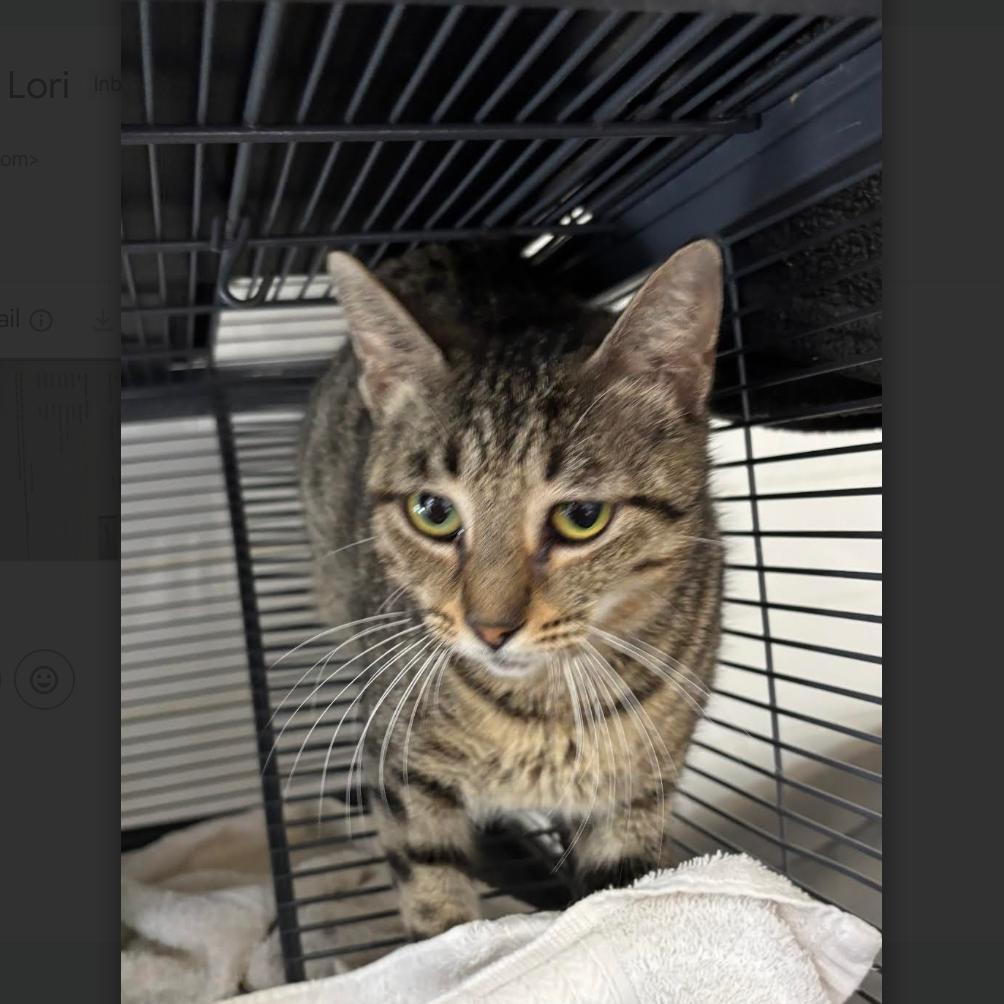 Enlarge Lori, a Adoptable Domestic Short Hair in League City, TX image 1/1