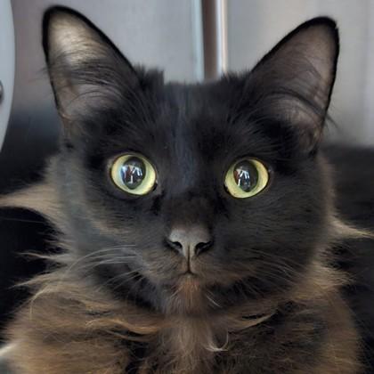 Kim Chi, a Adoptable mixed breed in Pleasanton, CA image 1/3