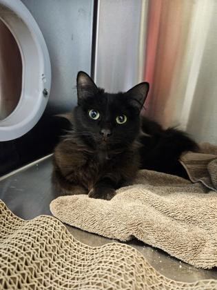 Kim Chi, a Adoptable mixed breed in Pleasanton, CA image 2/3