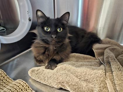 Kim Chi, a Adoptable mixed breed in Pleasanton, CA image 3/3