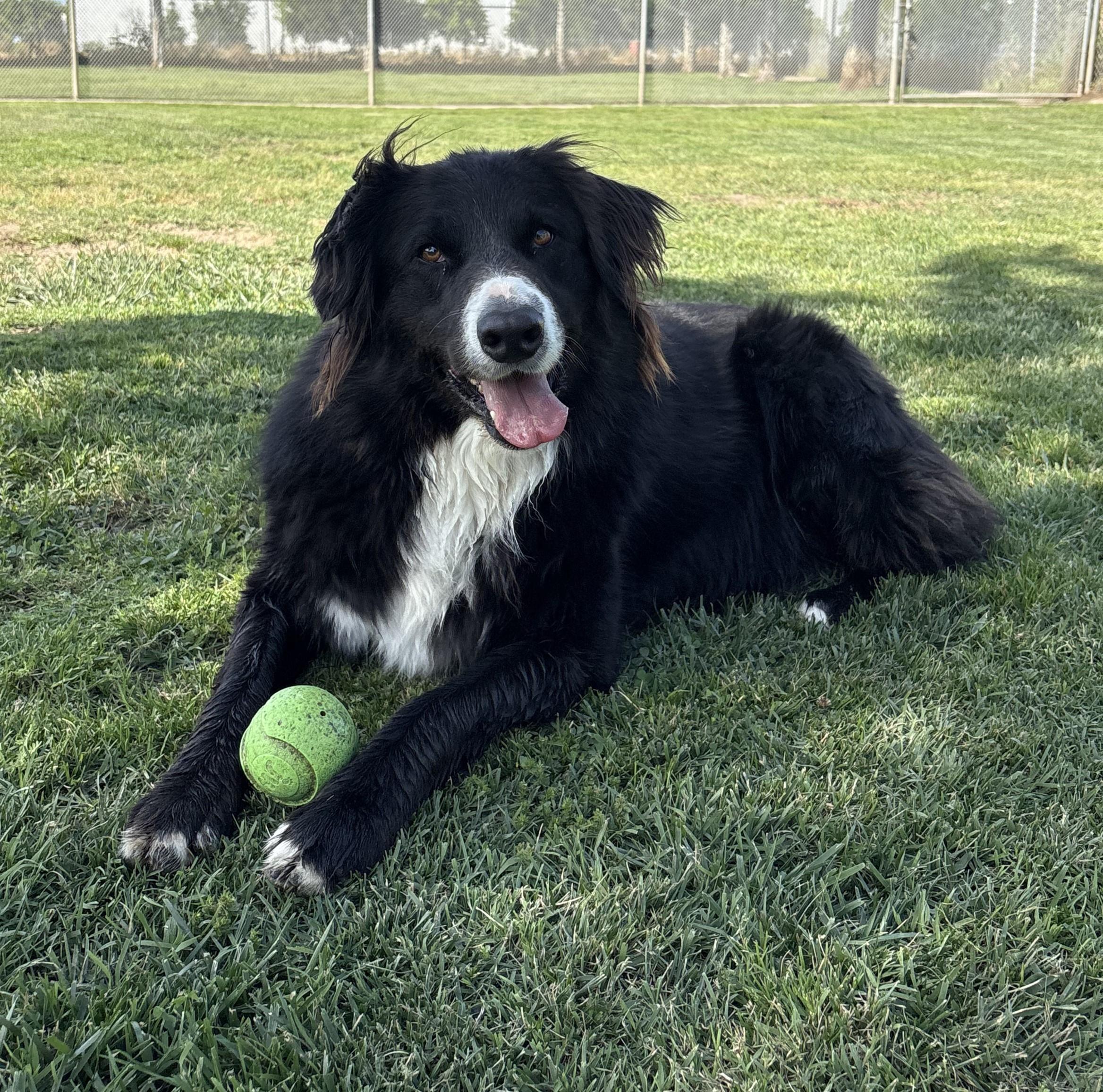 Bo, Adoptable, Adult Male Australian Shepherd.