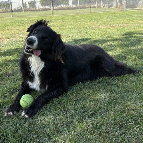 Bo, Adoptable, Adult Male Australian Shepherd.