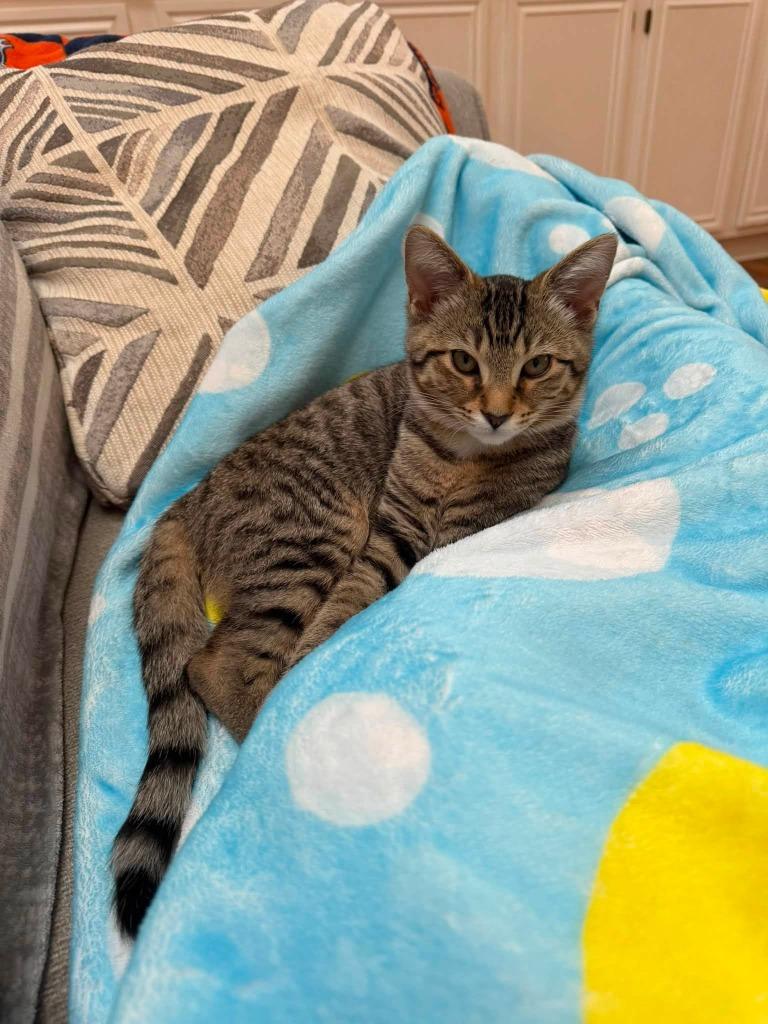Sandy, Adoptable, Kitten Female Domestic Short Hair.