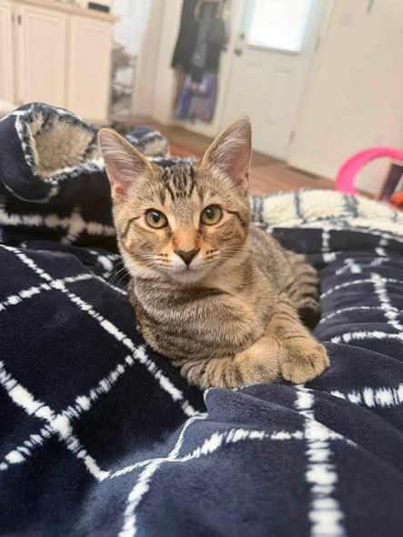 Sandy, a Adoptable mixed breed in Kettering, OH image 2/3