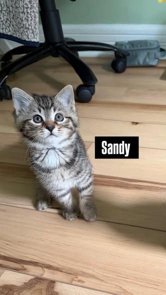 Sandy, Adoptable, Kitten Female Domestic Short Hair.