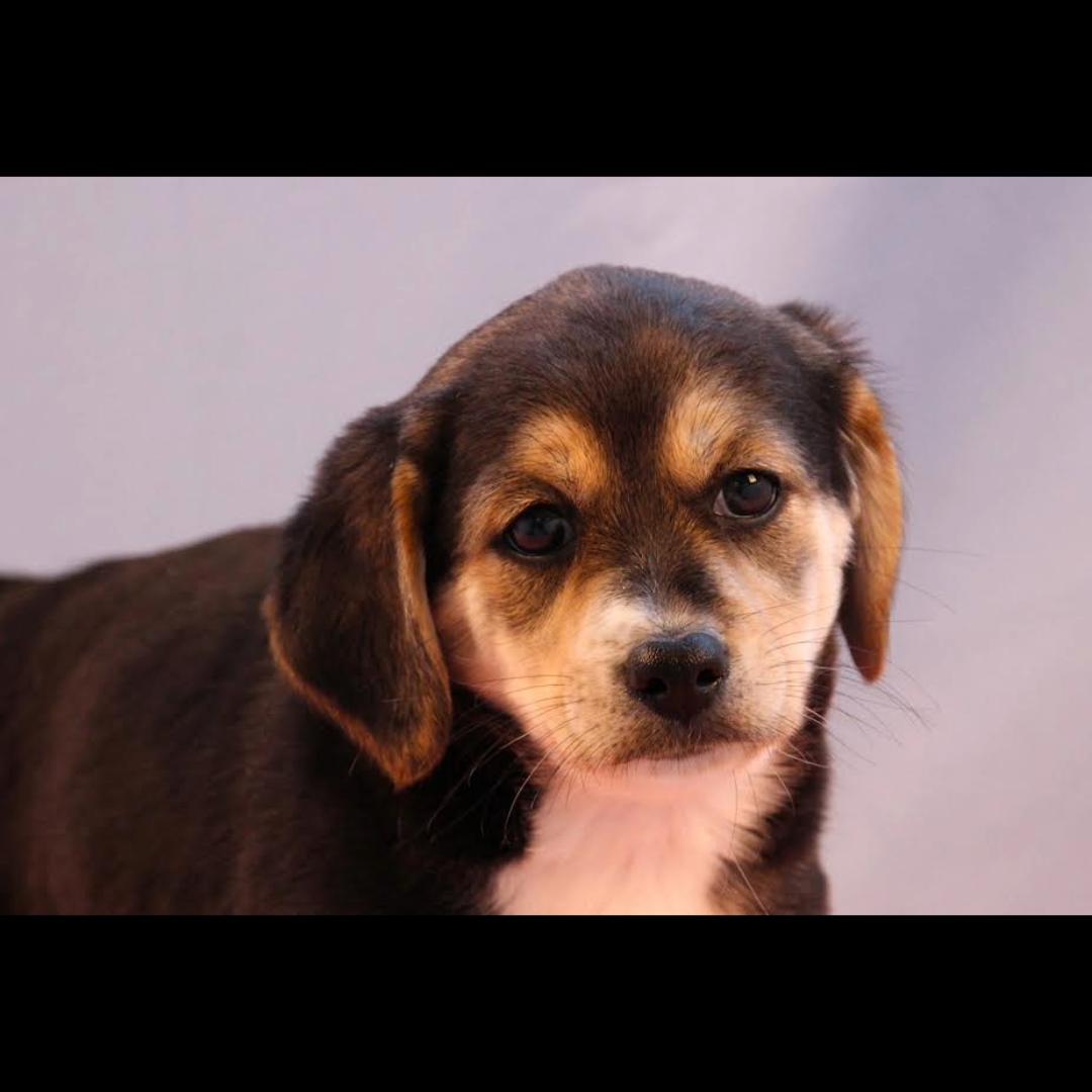 Enlarge Argentina, a ADOPTABLE mixed breed in Midlothian, VA image 3/3