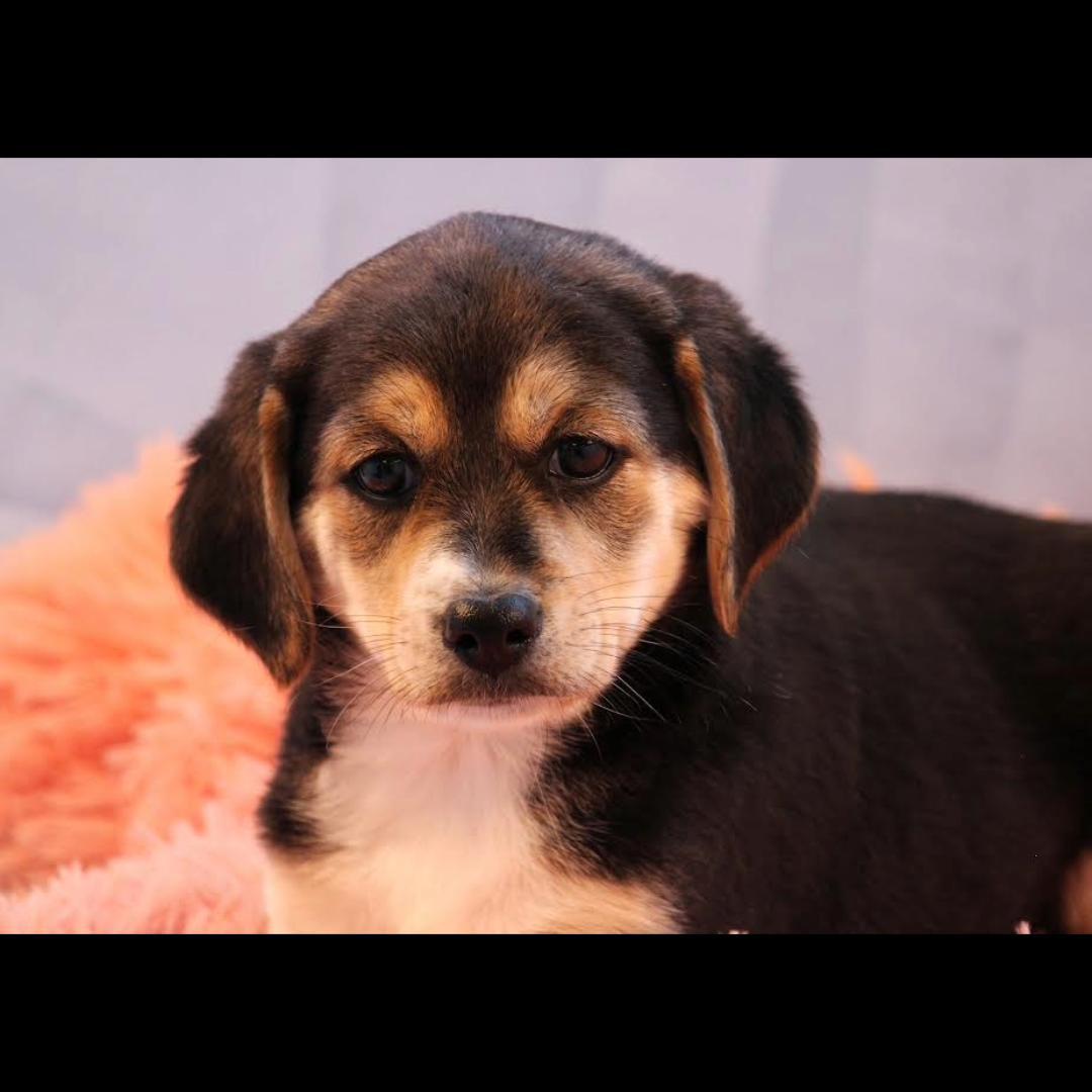 Enlarge Argentina, a ADOPTABLE mixed breed in Midlothian, VA image 1/3