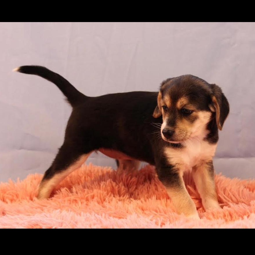 Enlarge Argentina, a ADOPTABLE mixed breed in Midlothian, VA image 2/3