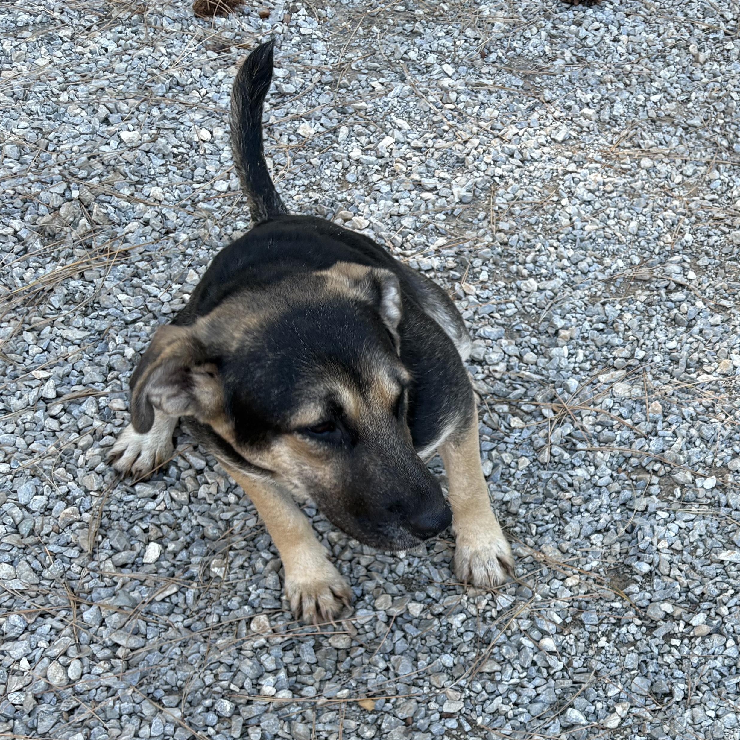 Enlarge Zena, a Adoptable mixed breed in Oakland, CA image 3/6