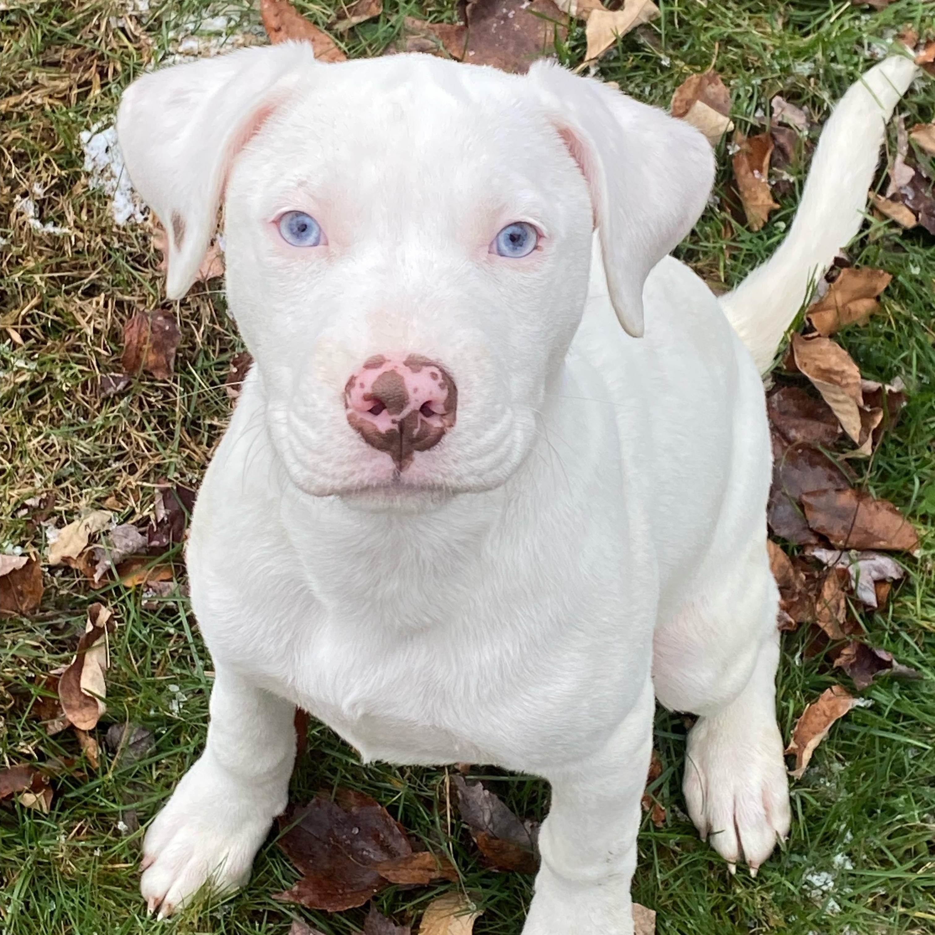 Ezra, a Adoptable mixed breed in Jeffersonville, NY image 1/2