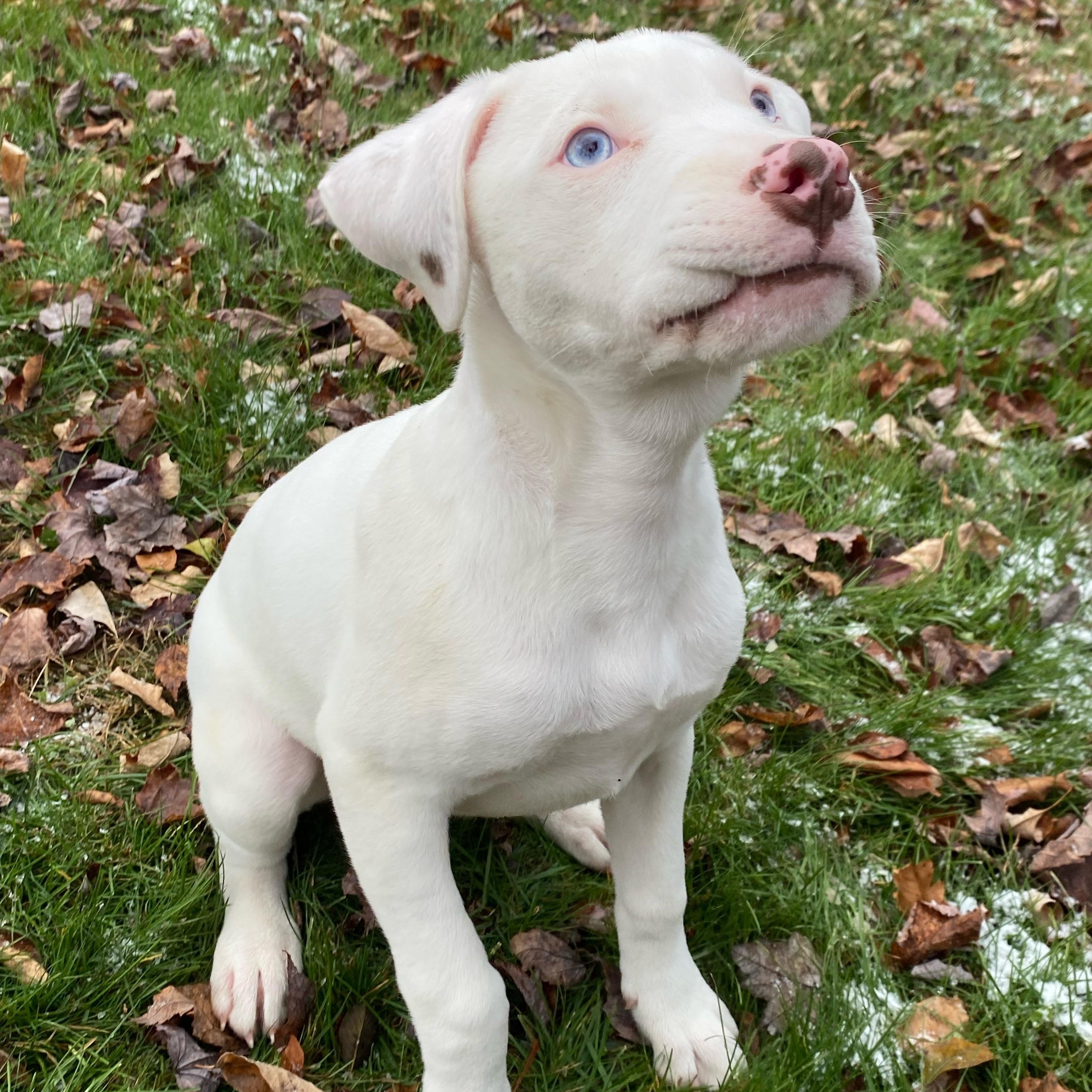 Ezra, a Adoptable mixed breed in Jeffersonville, NY image 2/2