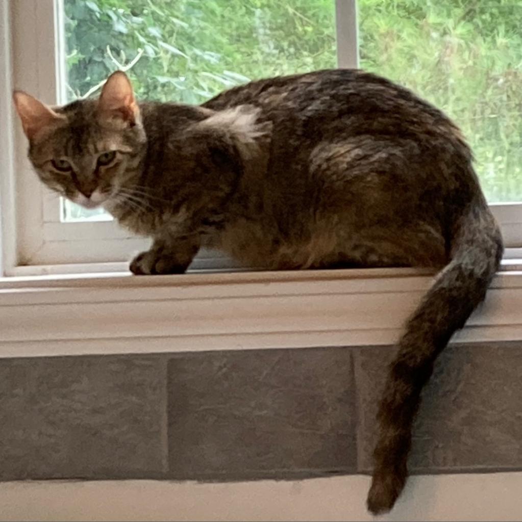 Sugar Mama — thumbnail 3