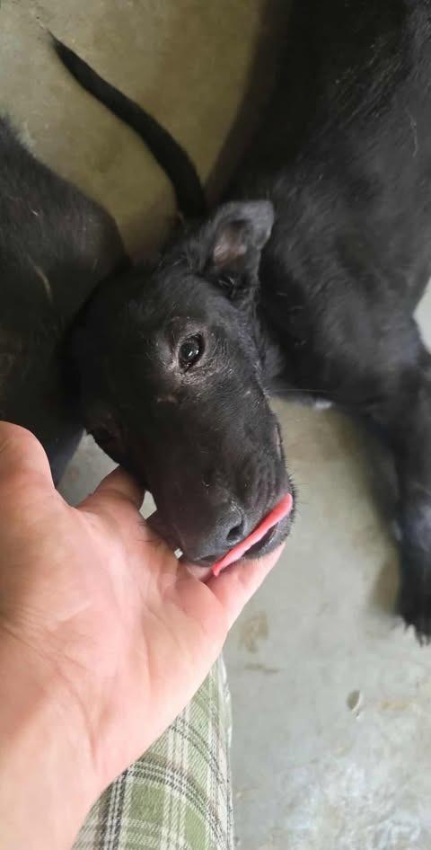 Enlarge Scream, a Adoptable mixed breed in Pahrump, NV image 1/1