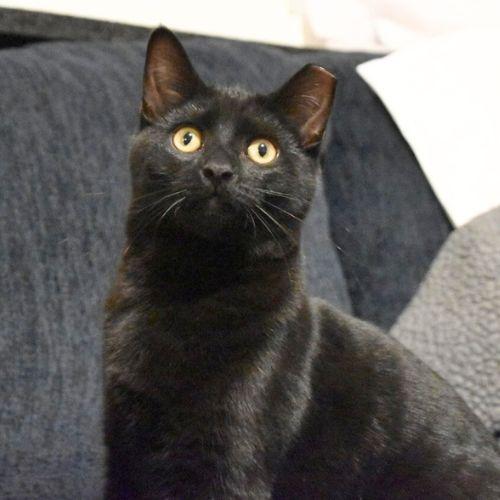 OZZY, Adoptable, Young Male Domestic Short Hair.