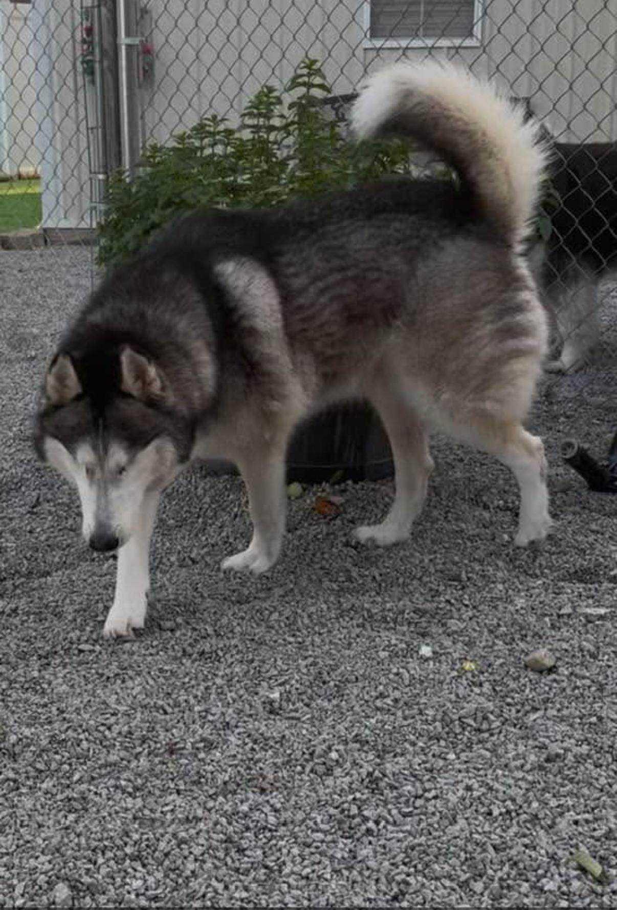 Enlarge Sitka, a Adoptable Siberian Husky in Cincinnati, OH image 5/6
