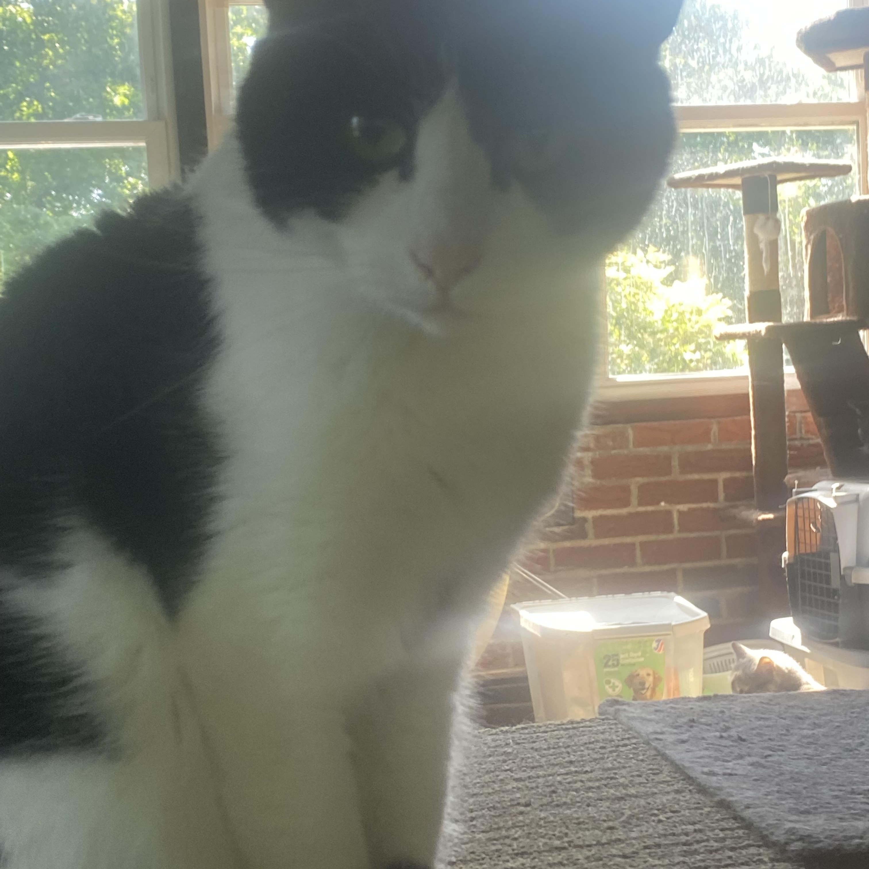 Dusty, Adult Male Domestic Short Hair