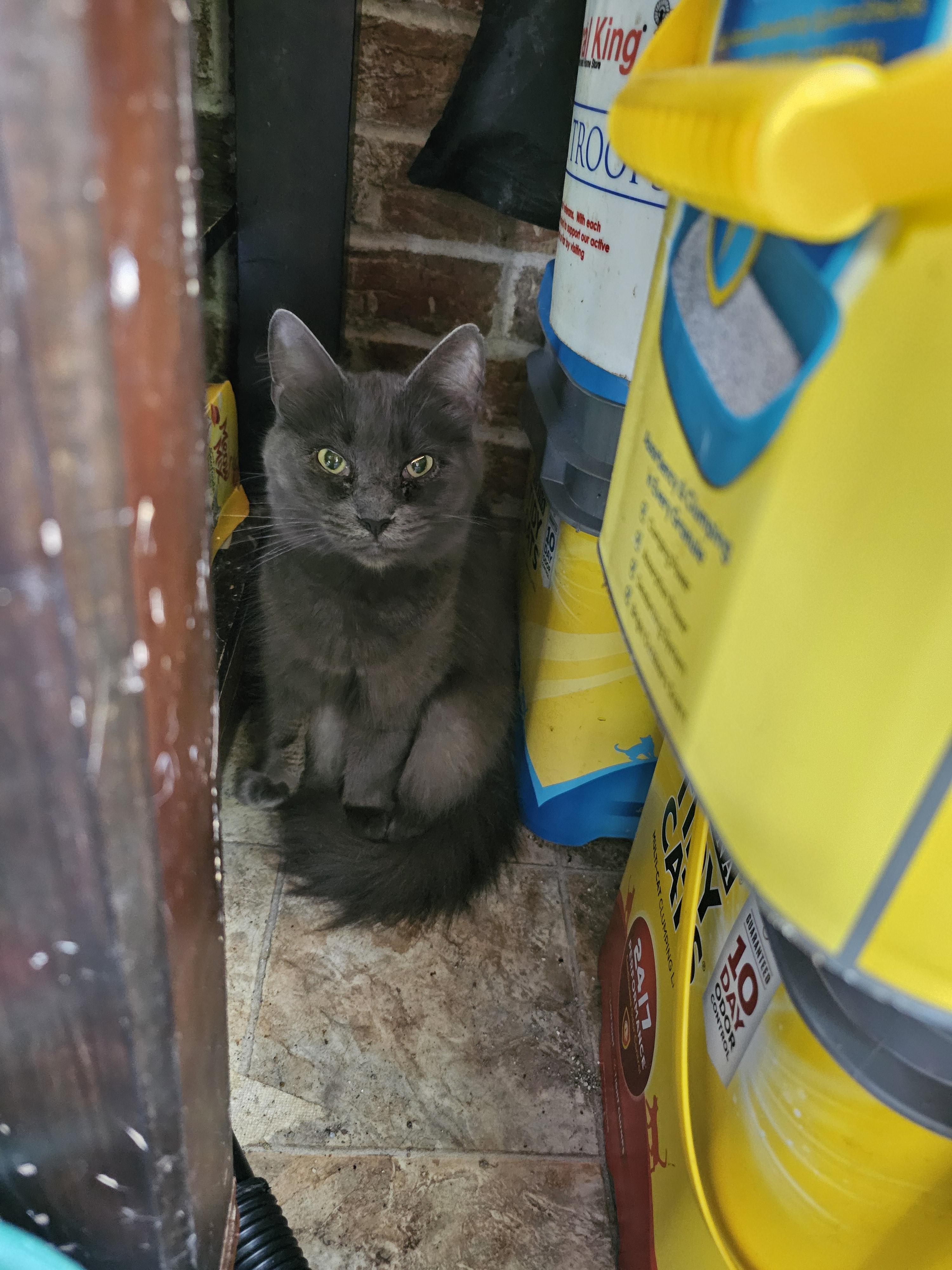 Dusty photo 5