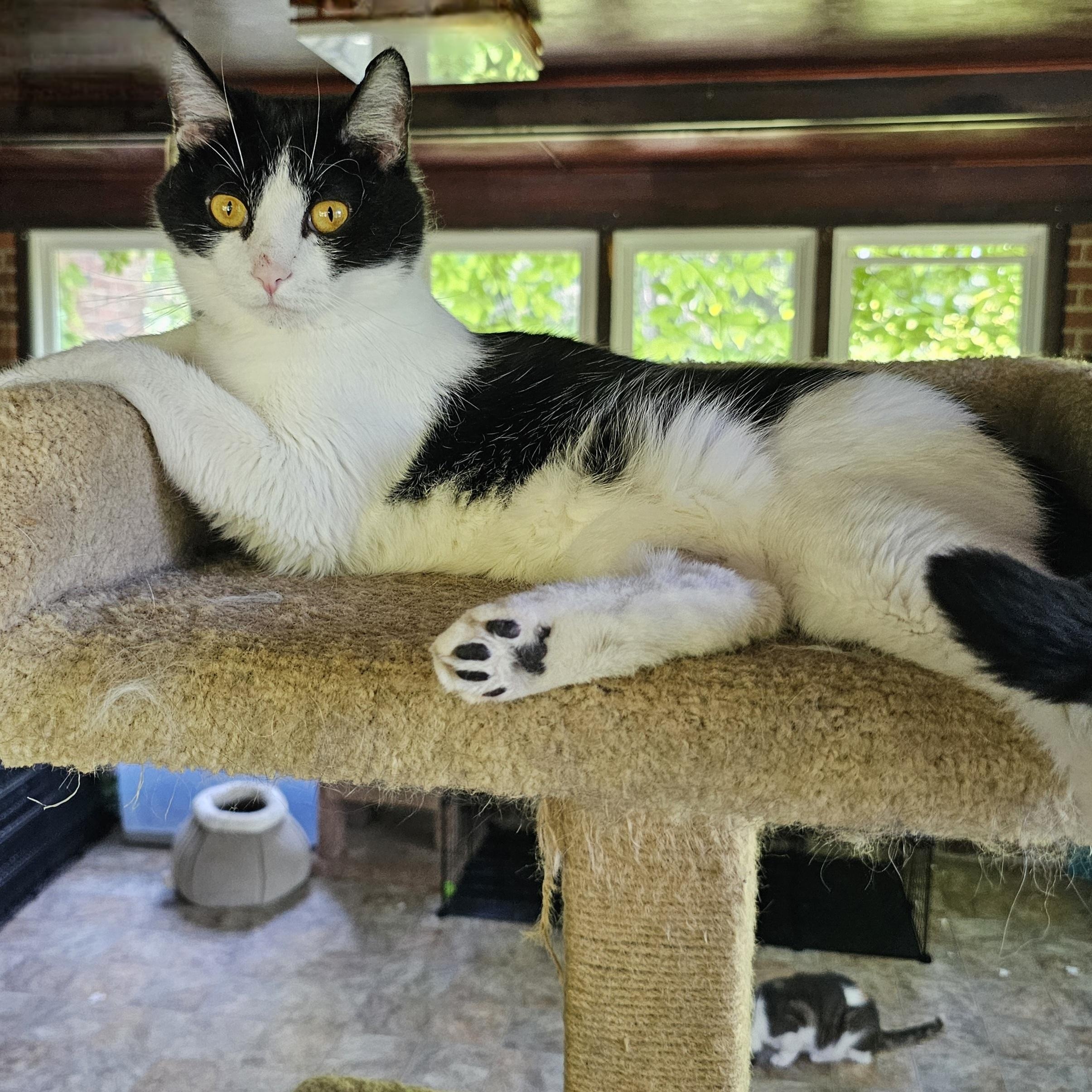 Dusty, a Adoptable Domestic Short Hair in Greensburg, PA image 1/2