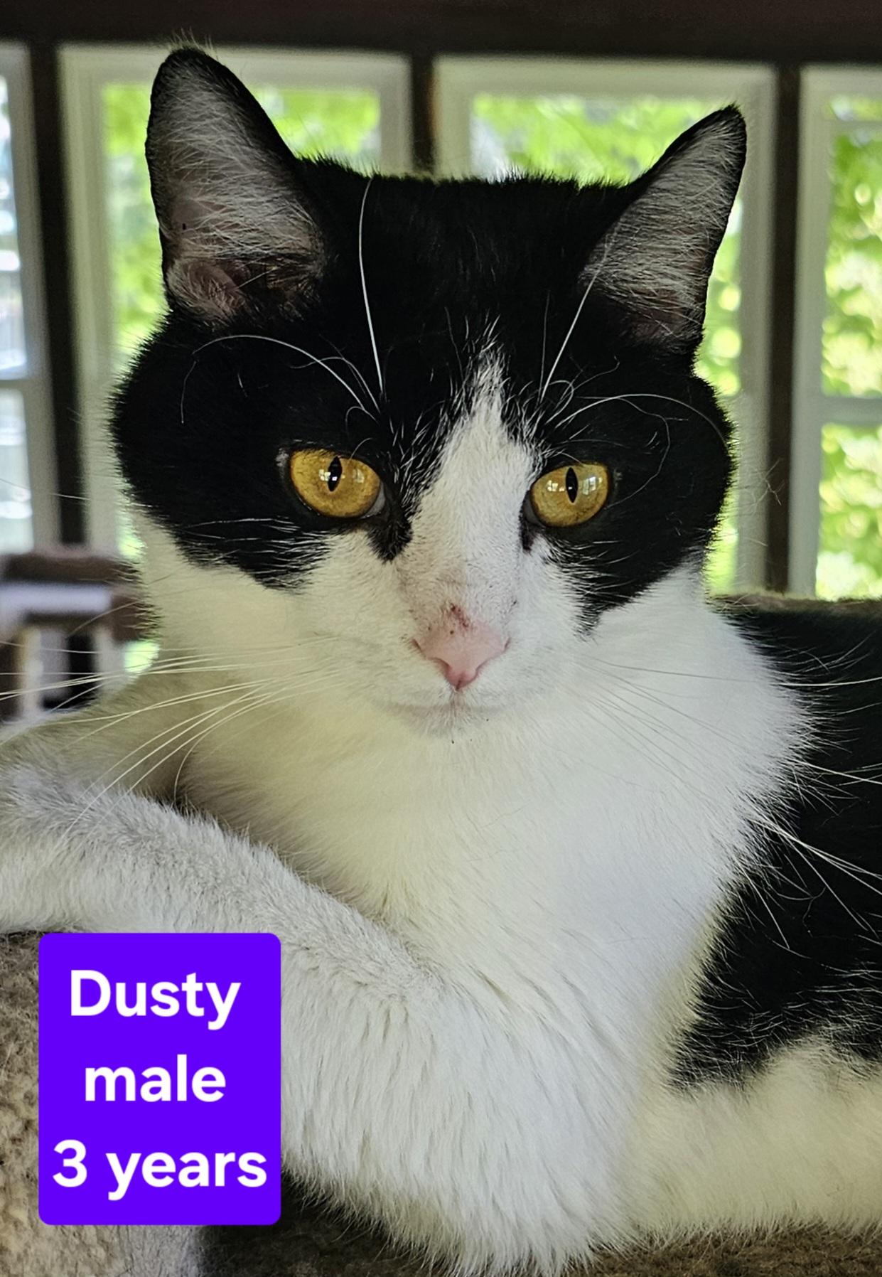 Dusty, a Adoptable Domestic Short Hair in Greensburg, PA image 2/2