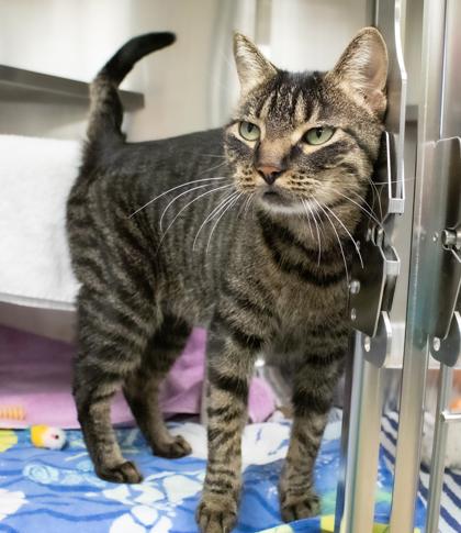 Enlarge Lolo, a Adoptable Domestic Short Hair in Ann Arbor, MI image 1/3