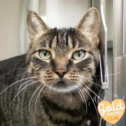 Enlarge Lolo, a Adoptable Domestic Short Hair in Ann Arbor, MI image 2/3