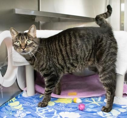 Enlarge Lolo, a Adoptable Domestic Short Hair in Ann Arbor, MI image 3/3