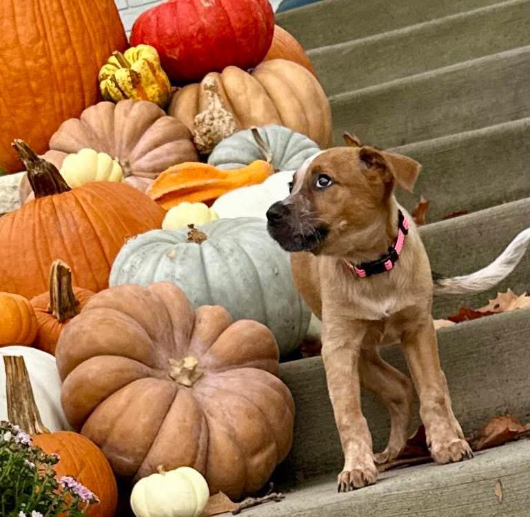 Kennedy, a Adoptable mixed breed in Rockwall, TX image 3/5