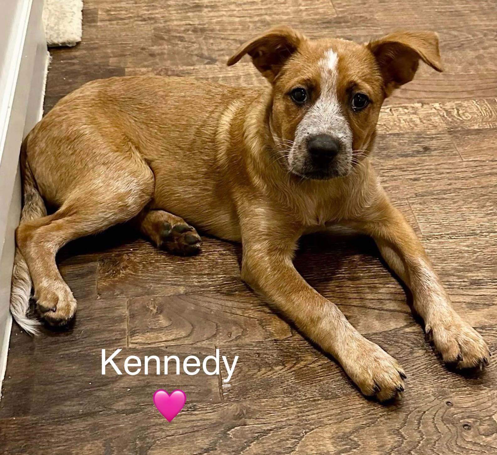 Kennedy, a Adoptable mixed breed in Rockwall, TX image 2/5