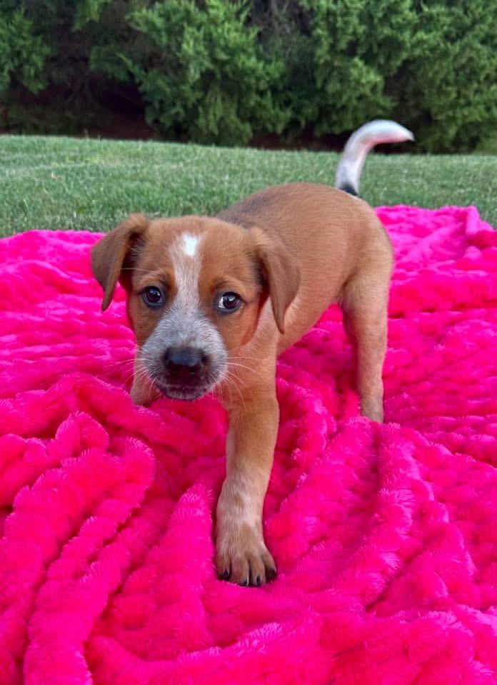 Kennedy, a Adoptable mixed breed in Rockwall, TX image 5/5