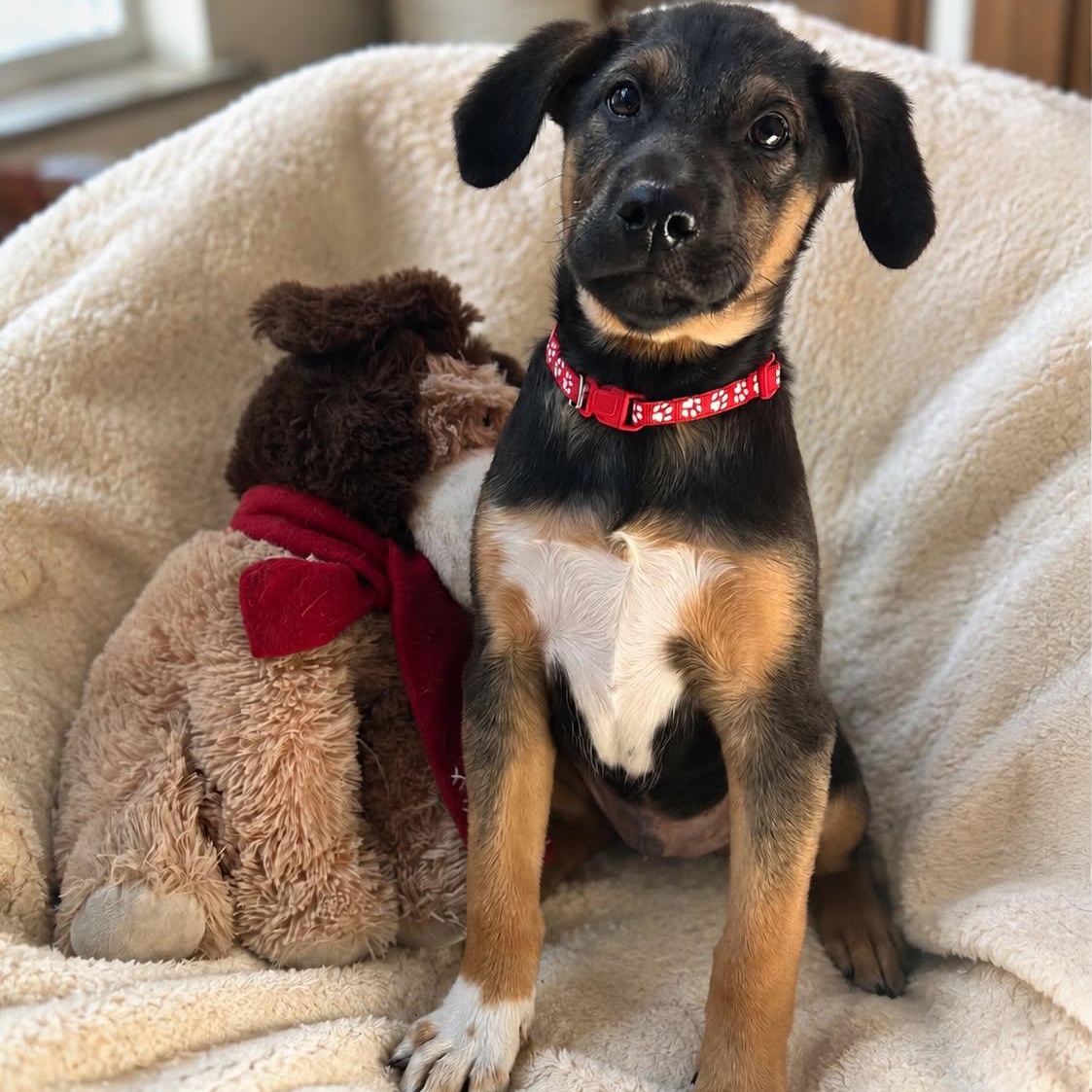 Lewis, an adopted mixed breed in Rock Hill, SC image 3/6