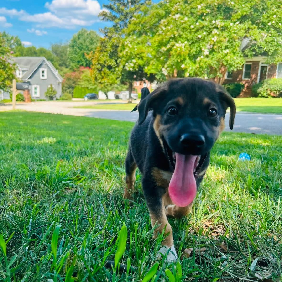 Lewis, an adopted mixed breed in Rock Hill, SC image 5/6