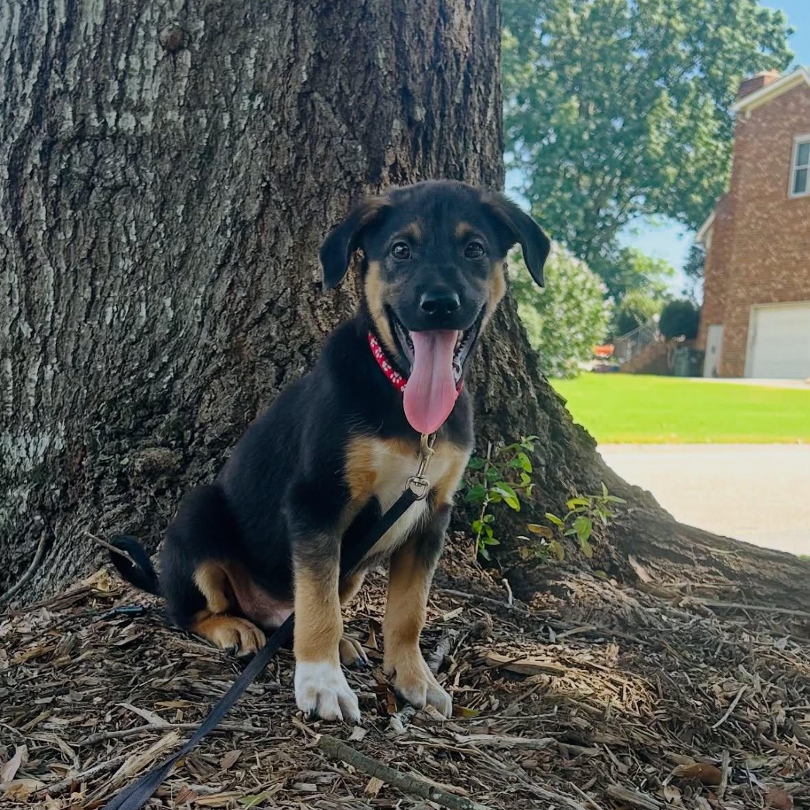 Lewis, an adopted mixed breed in Rock Hill, SC image 2/6