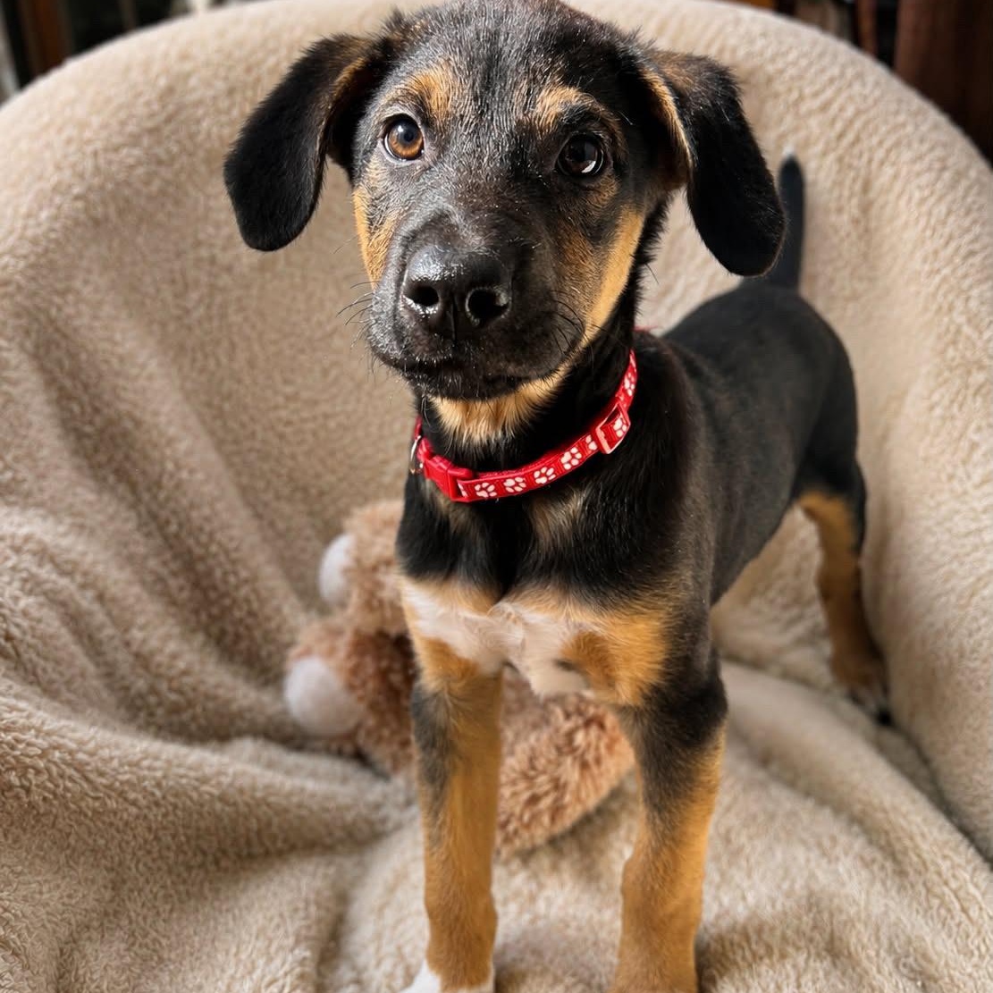 Lewis, an adopted mixed breed in Rock Hill, SC image 1/6