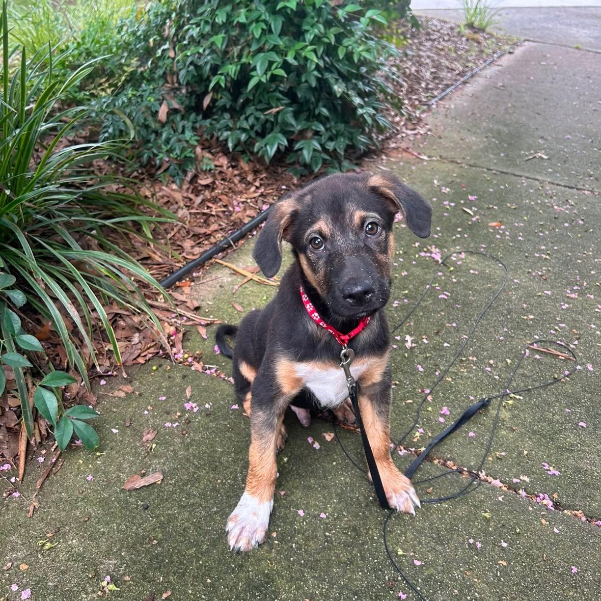 Lewis, an adopted mixed breed in Rock Hill, SC image 6/6