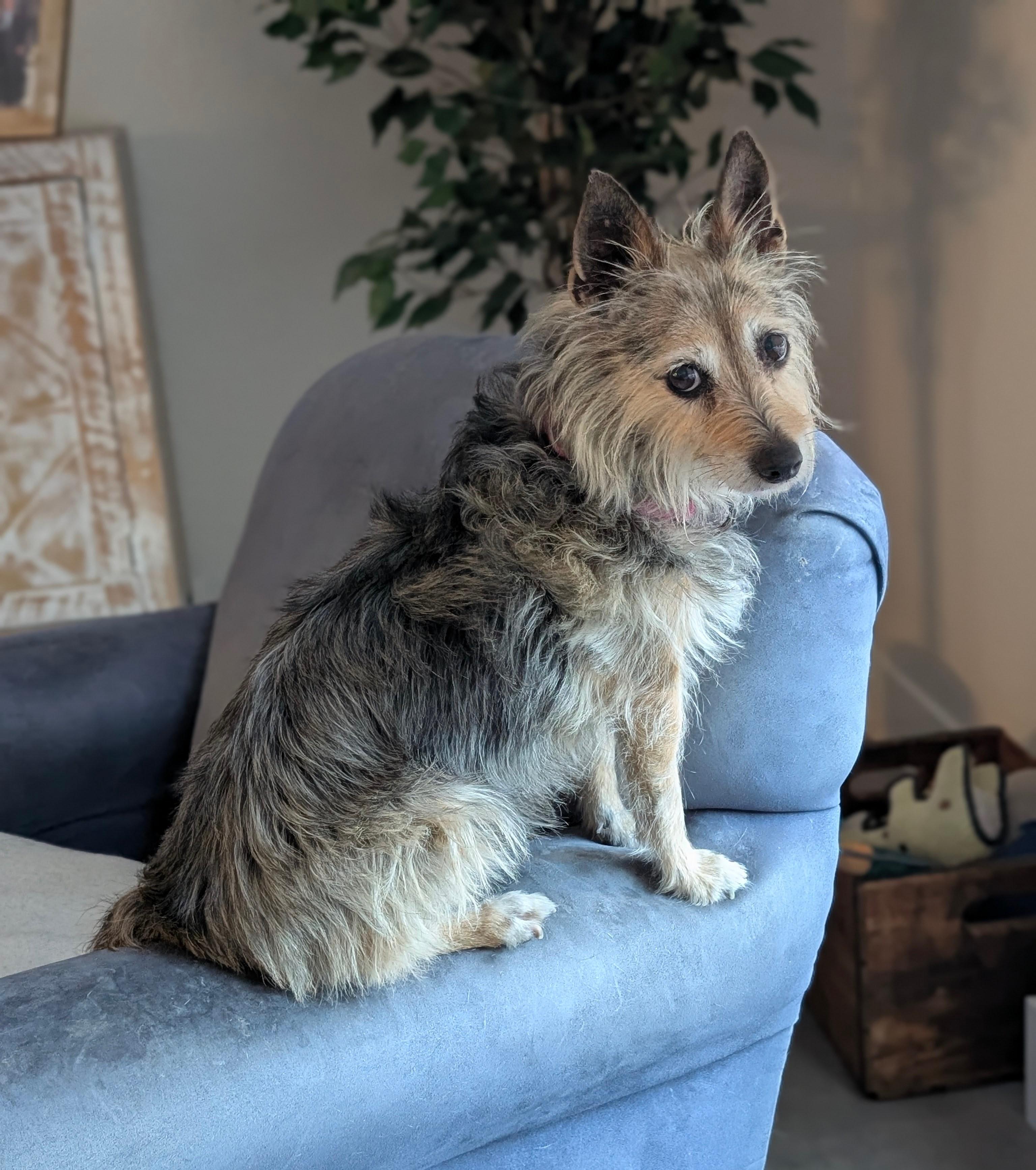 Tori, ADOPTABLE, Senior Female Terrier & Yorkshire Terrier.