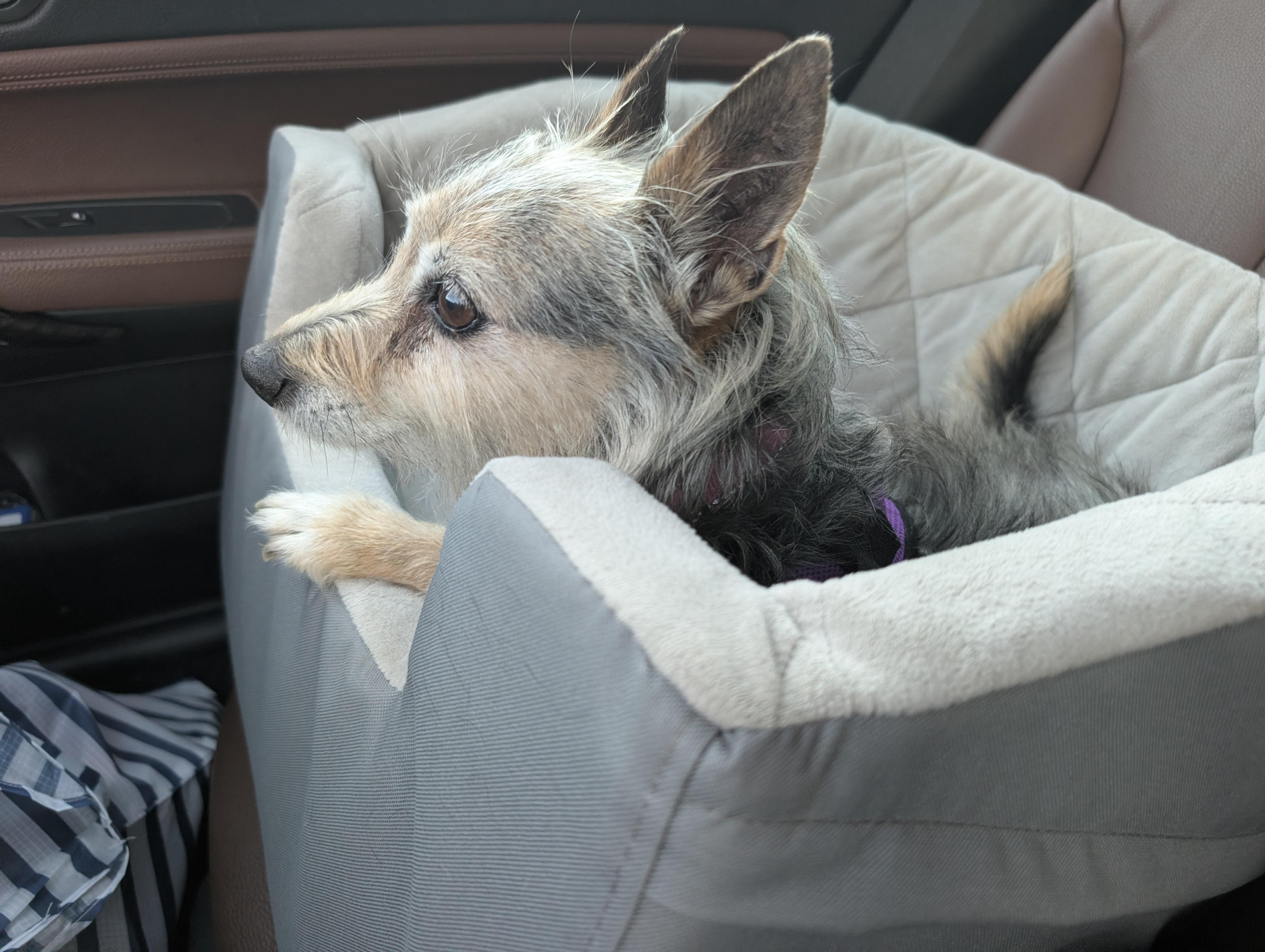 Tori, a ADOPTABLE mixed breed in Scottsdale, AZ image 2/4