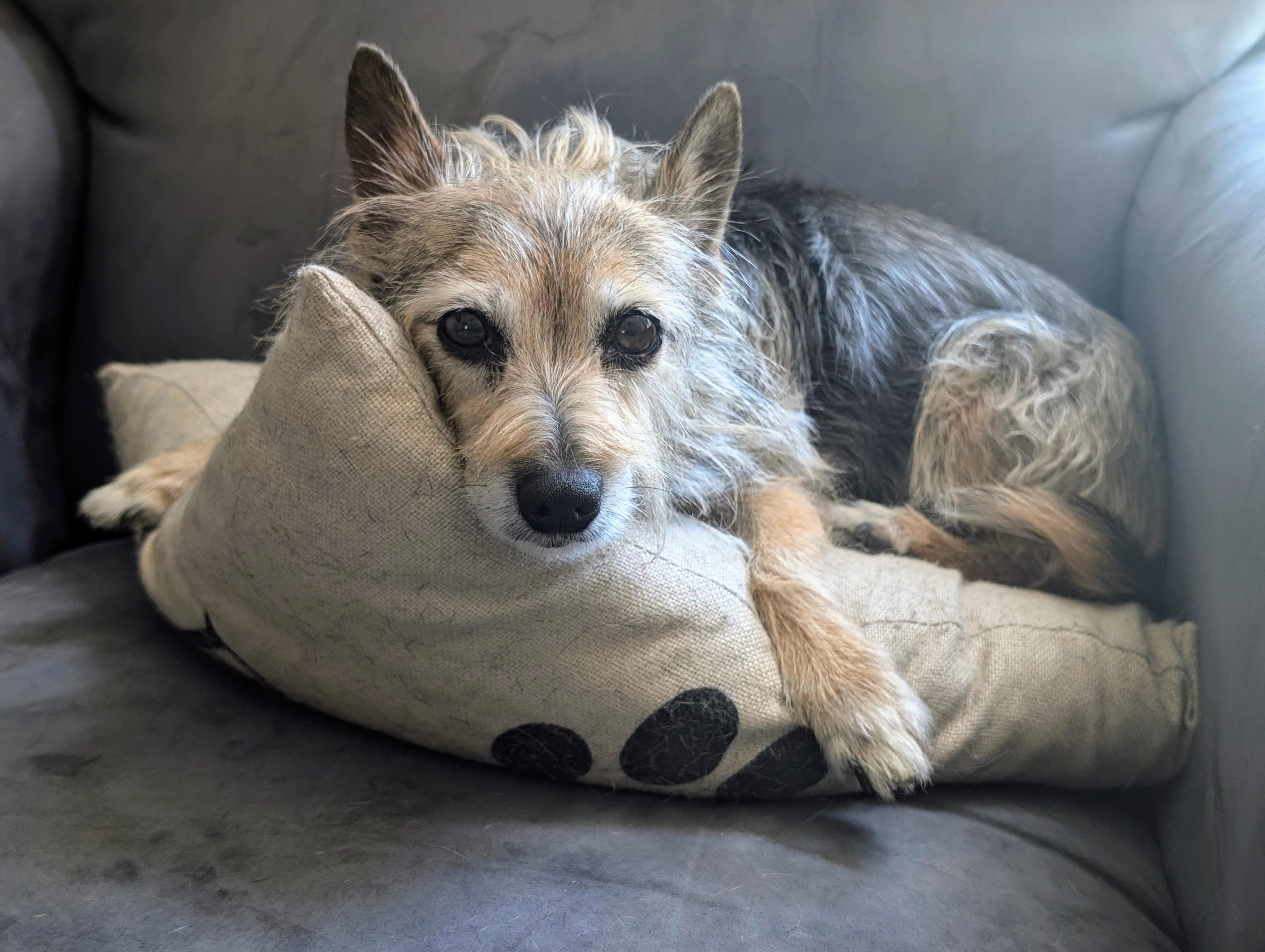 Tori, a ADOPTABLE mixed breed in Scottsdale, AZ image 4/4