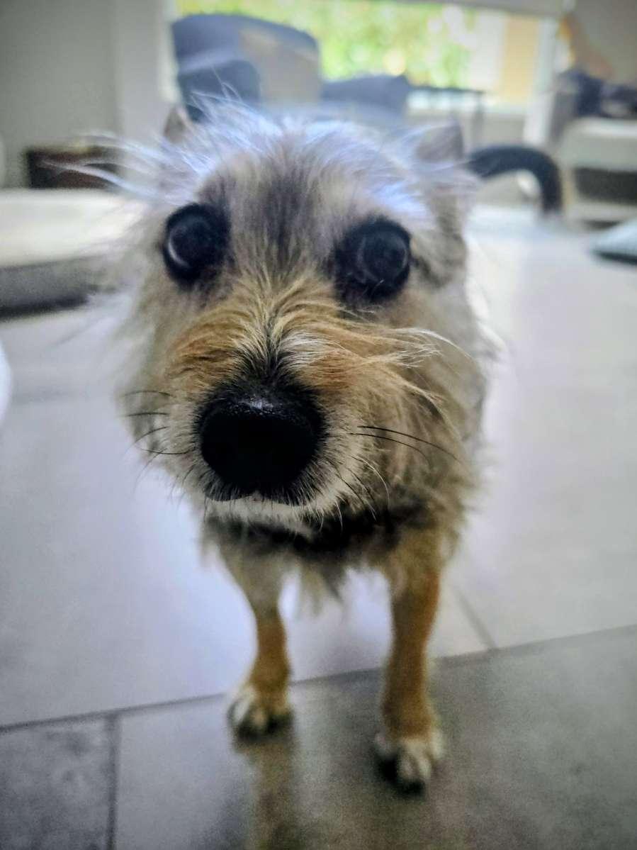 Tori, a ADOPTABLE mixed breed in Scottsdale, AZ image 3/4