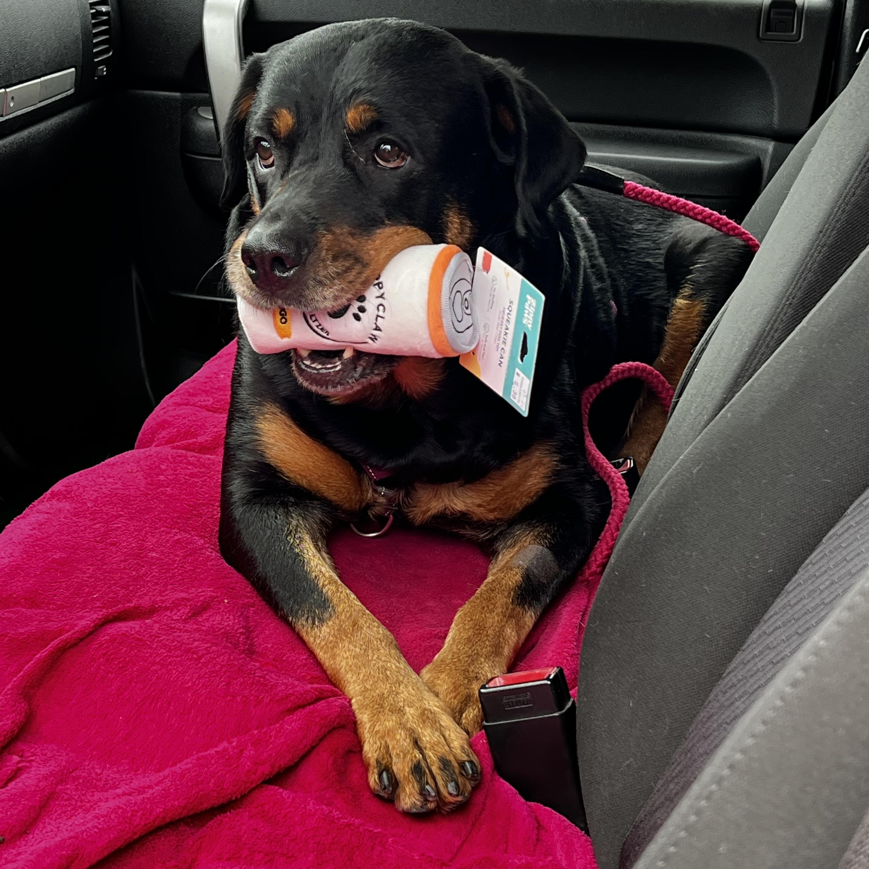 Enlarge Casie, a ADOPTABLE Rottweiler in Saratoga Springs, NY image 4/6