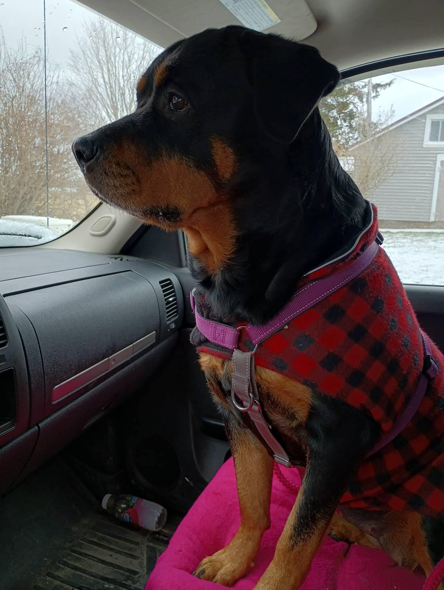 Enlarge Casie, a ADOPTABLE Rottweiler in Saratoga Springs, NY image 1/6