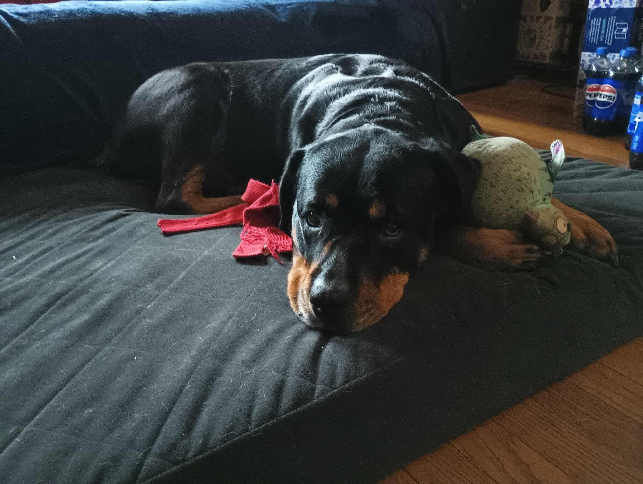 Casie, ADOPTABLE, Adult Female Rottweiler.