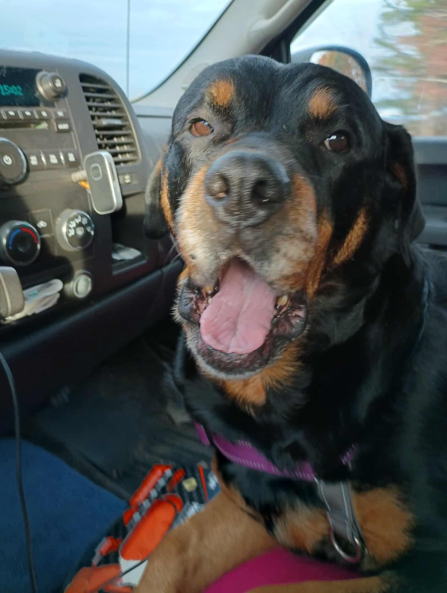 Enlarge Casie, a ADOPTABLE Rottweiler in Saratoga Springs, NY image 4/6