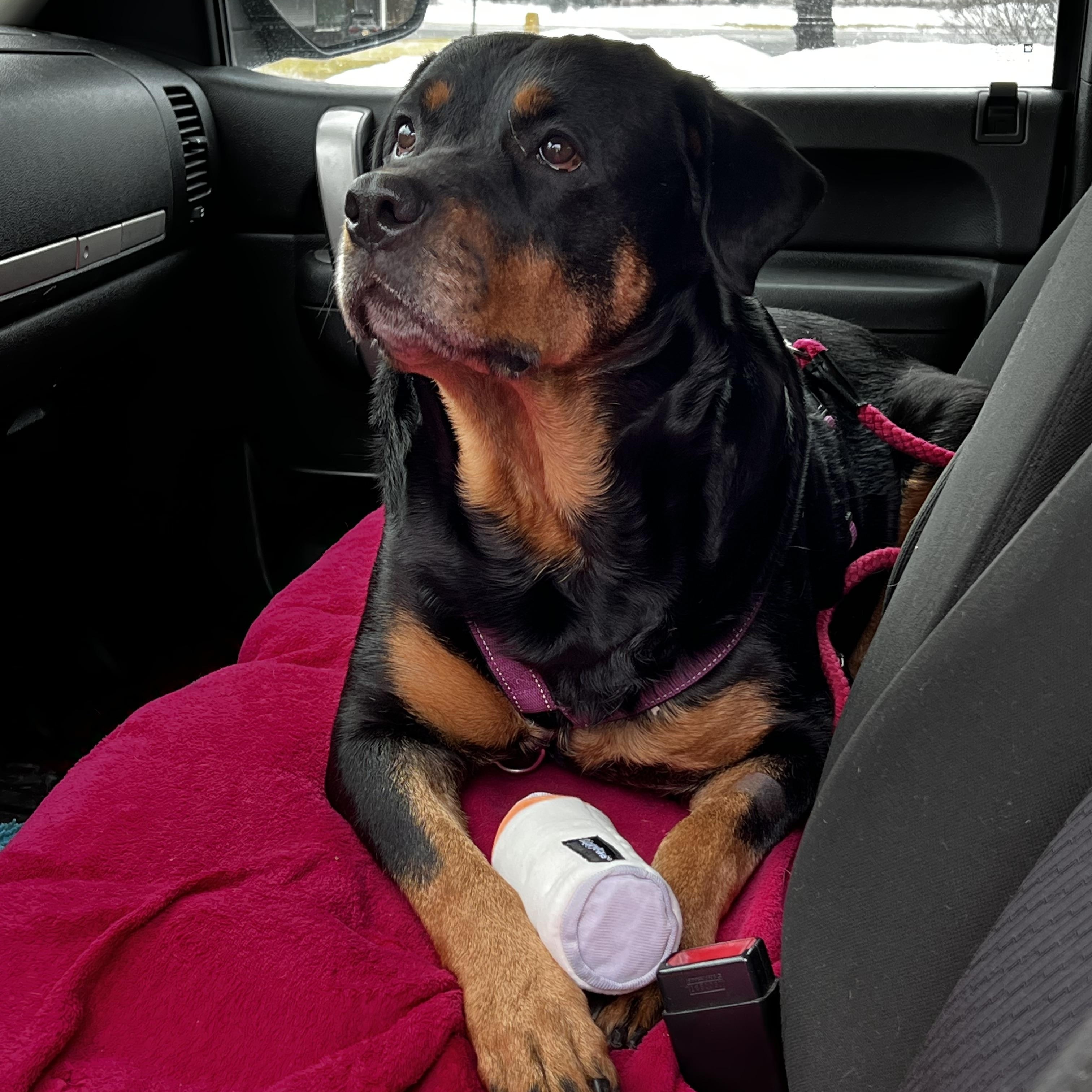 Enlarge Casie, a ADOPTABLE Rottweiler in Saratoga Springs, NY image 5/6