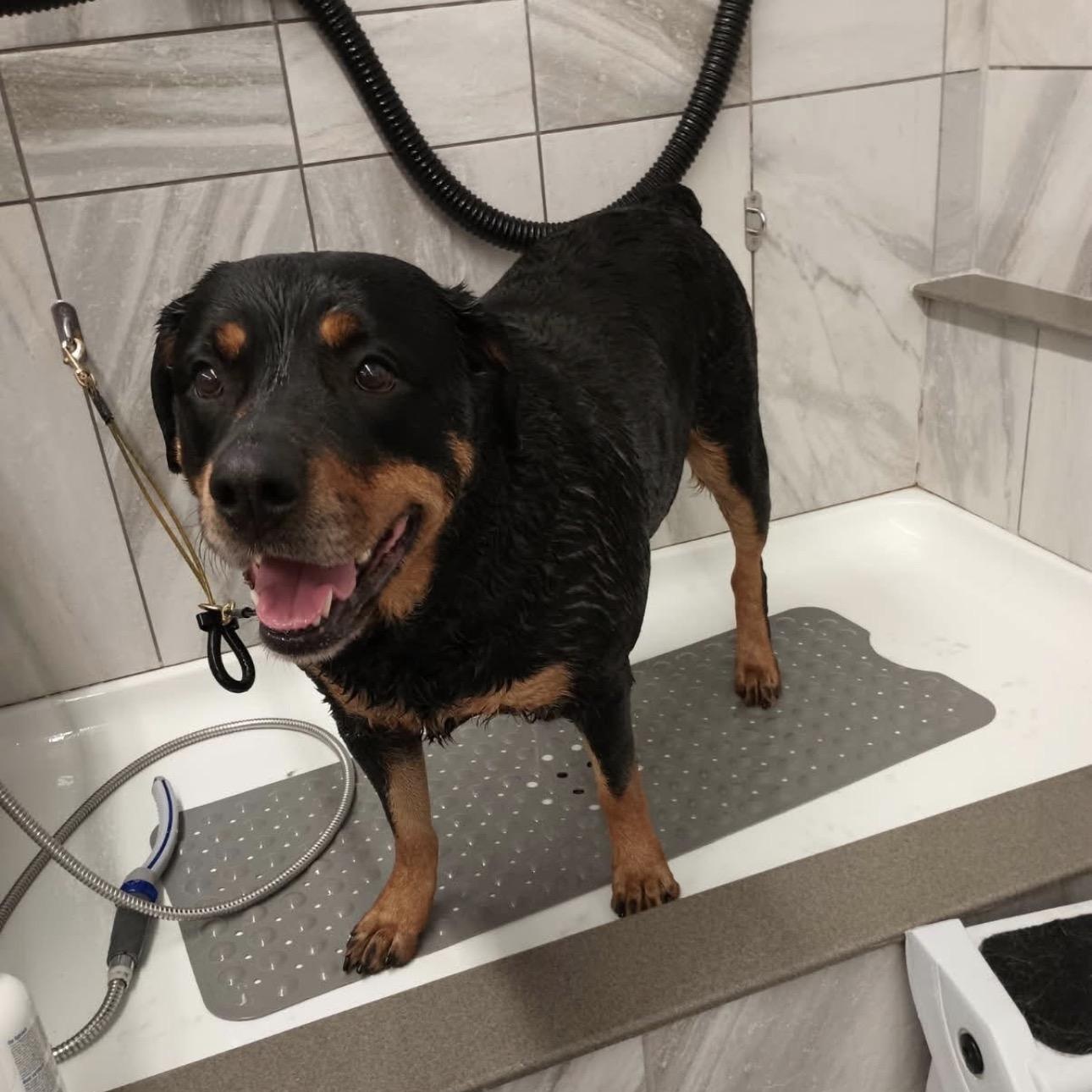 Enlarge Casie, a ADOPTABLE Rottweiler in Saratoga Springs, NY image 5/5