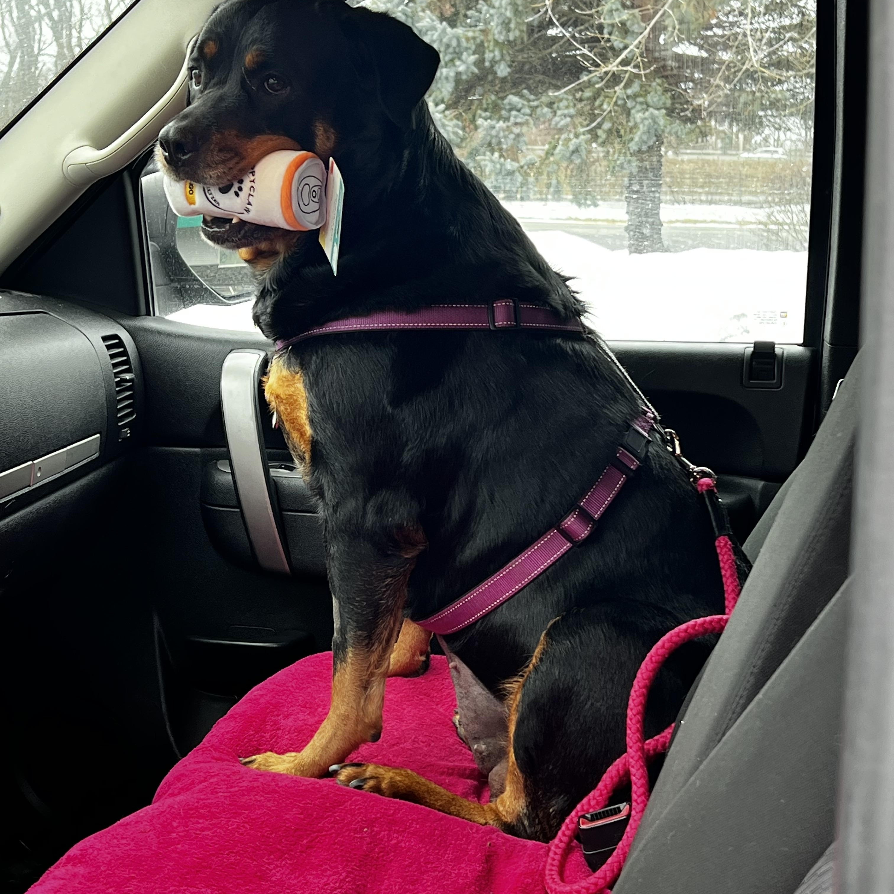 Enlarge Casie, a ADOPTABLE Rottweiler in Saratoga Springs, NY image 6/6